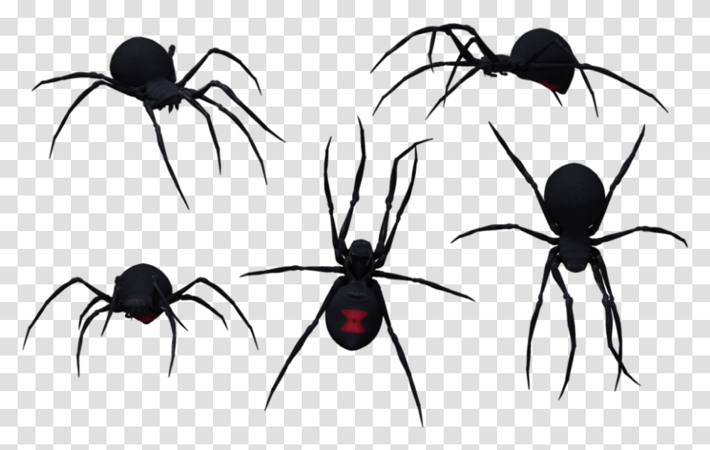 Download Black Widow Spider Black Widow Vs Southern Black Widow, Invertebrate, Animal, Arachnid, Insect Transparent Png