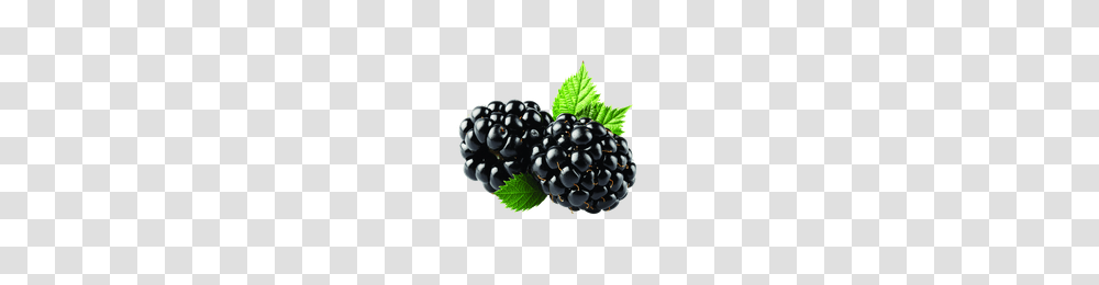 Download Blackberry Free Photo Images And Clipart Freepngimg, Plant, Raspberry, Fruit, Food Transparent Png
