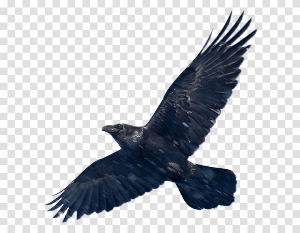 Download Blackbird Image Want To Fly Like An Eagle, Animal, Buzzard, Hawk, Flying Transparent Png