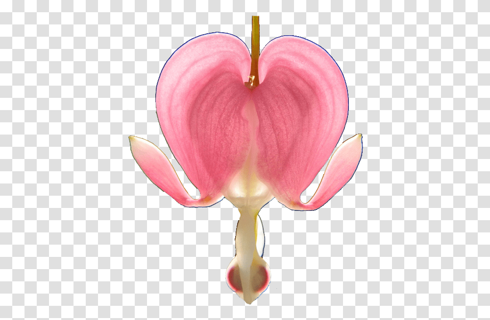 Download Bleeding Hearts Bleeding Heart Flower, Plant, Blossom, Orchid, Petal Transparent Png