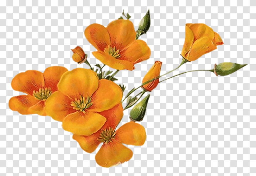 Download Bloom Flower Border Flowers Orange Flower Background, Plant, Flower Arrangement, Ikebana, Art Transparent Png