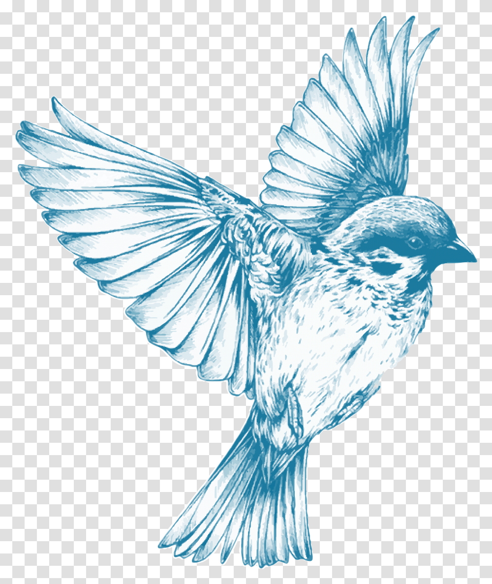 Download Blue Bird Drawing, Animal, Chicken, Poultry, Fowl Transparent Png