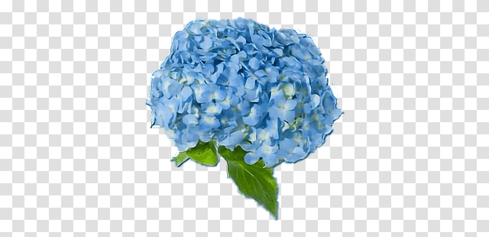 Download Blue Blueaesthetic Flowers Blue Hydrangea, Geranium, Plant, Blossom, Vegetation Transparent Png