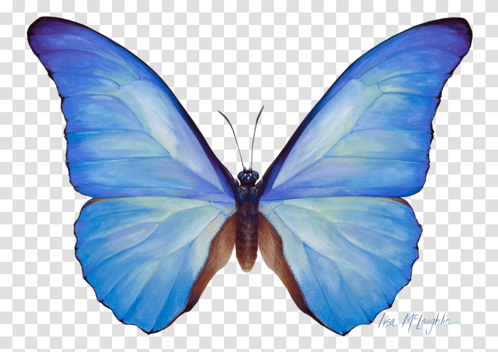 Download Blue Butterfly Watercolor Clipart Butterfly Menelaus, Insect, Invertebrate, Animal, Bird Transparent Png