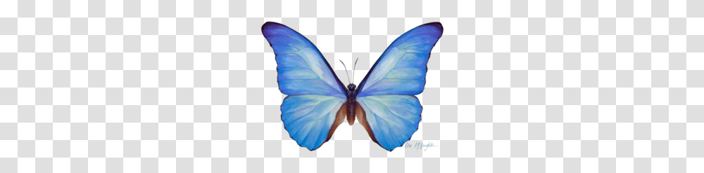 Download Blue Butterfly Watercolor Clipart Butterfly Menelaus, Ornament, Pattern, Fractal, Animal Transparent Png