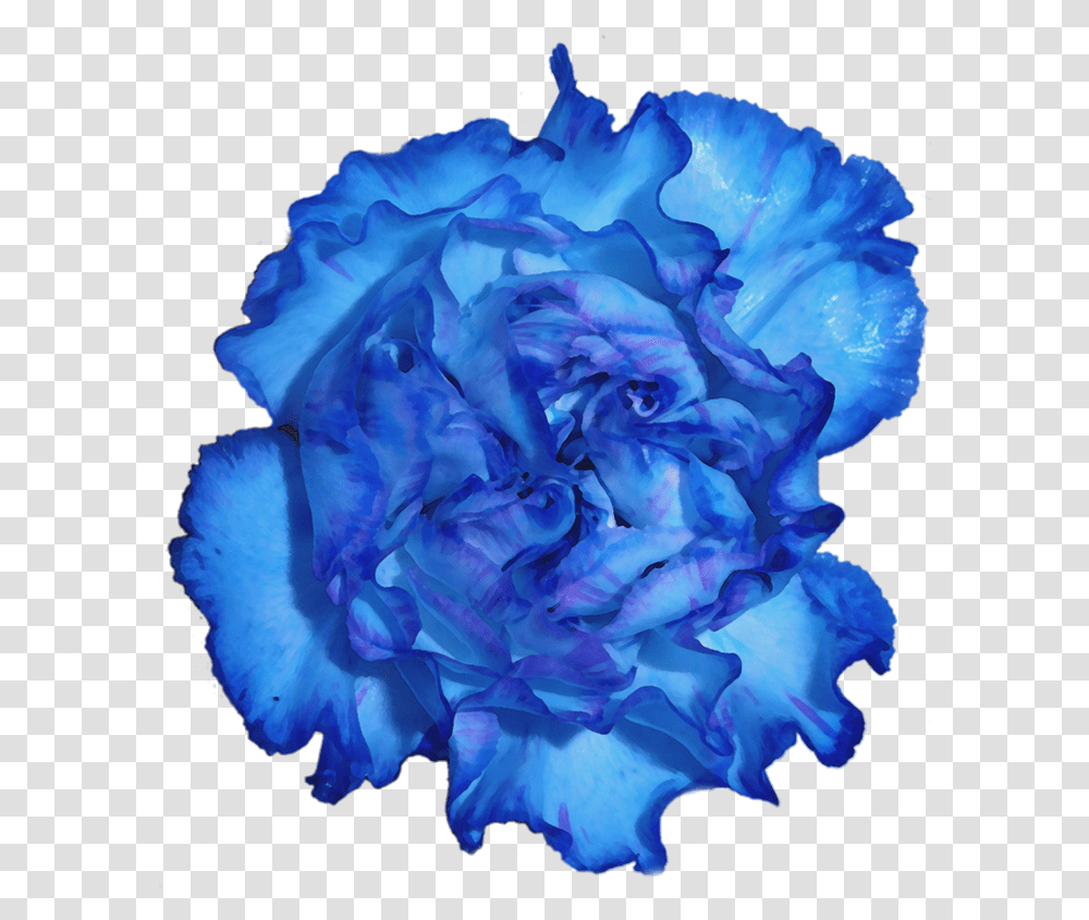 Download Blue Carnation Flower Full Size Image Lovely, Plant, Rose, Blossom, Geranium Transparent Png