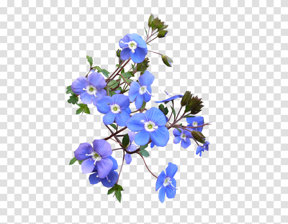 Download Blue Flower Free Photo Hbsche Blaue Real Blue Flower, Geranium, Plant, Blossom, Flax Transparent Png
