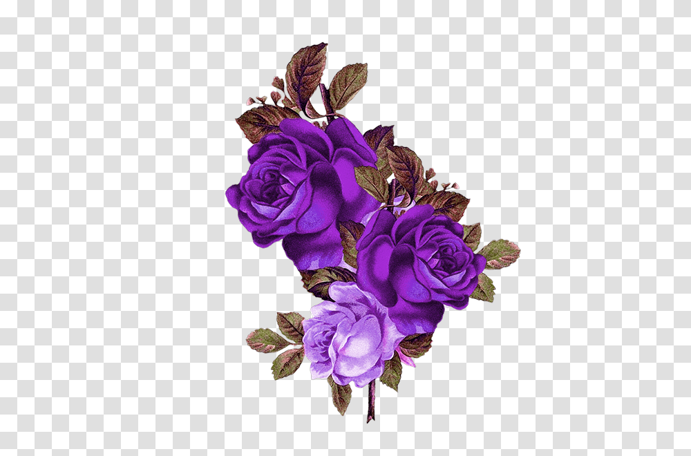 Download Blue Rose Garden Roses, Plant, Floral Design, Pattern, Graphics Transparent Png