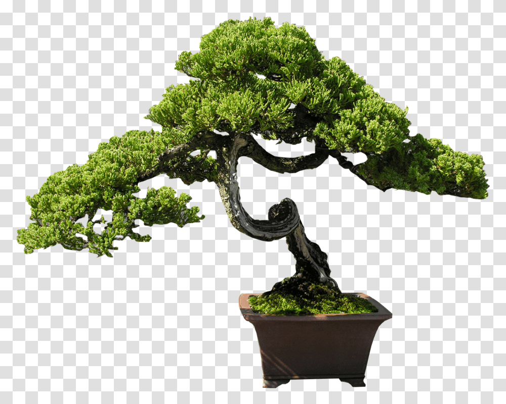 Download Bonsai Clipart Old Tree Bonsai Steps Pine Juniper Bonsai Tree, Potted Plant, Vase, Jar, Pottery Transparent Png