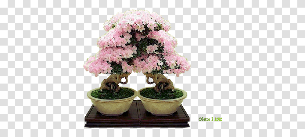 Download Bonsai Sageretia Theezans, Potted Plant, Vase, Jar, Pottery Transparent Png