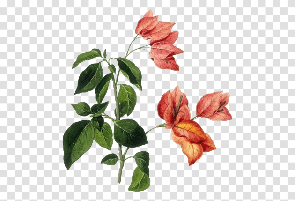 Download Bougainvillea Drawing Flower Botanical Drawing, Leaf, Plant, Blossom, Tree Transparent Png