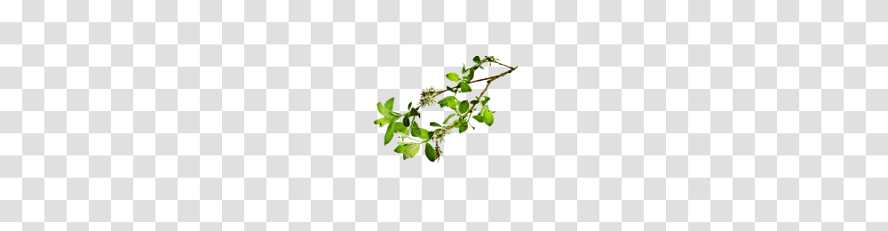 Download Branch Free Photo Images And Clipart Freepngimg, Plant, Vegetation, Moss, Flower Transparent Png