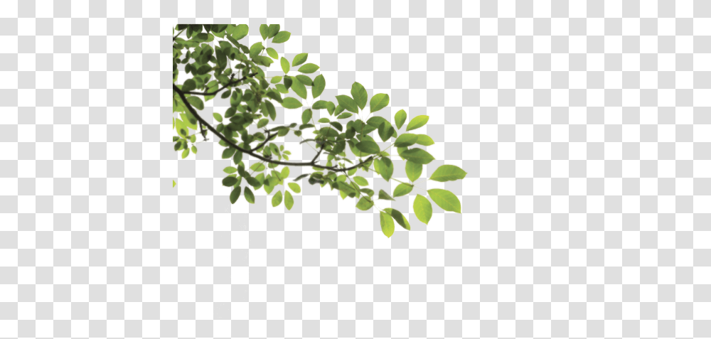 Download Branch Hq Image In Tree Branch, Plant, Leaf, Bush, Vegetation Transparent Png