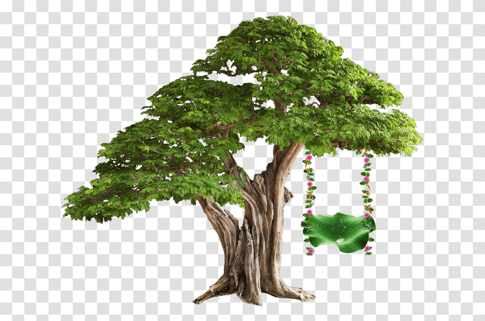 Download Brazilian Rain Tree Bonsai, Plant, Potted Plant, Vase, Jar Transparent Png