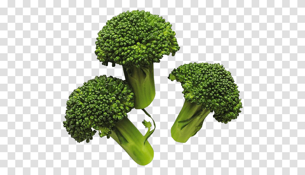 Download Broccoli Image For Designing Projects Cooked Broccoli, Vegetable, Plant, Food Transparent Png