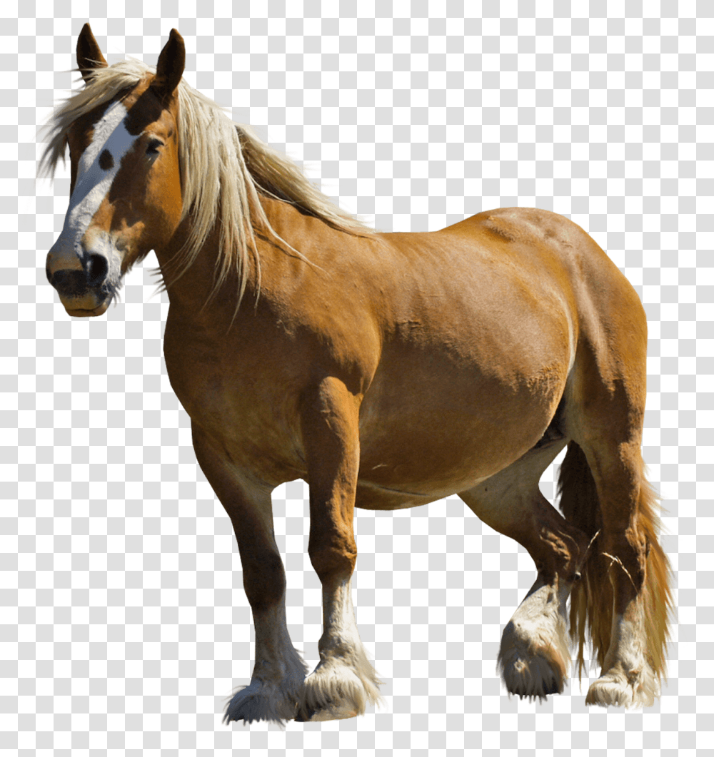 Download Brown Fat Horse Image For Free Horse, Mammal, Animal, Stallion, Colt Horse Transparent Png