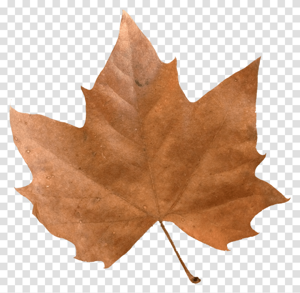 Download Brown Maple Leaf Full Size Image Pngkit Autumn Leaf Brown Leaves, Plant, Tree, Person, Human Transparent Png