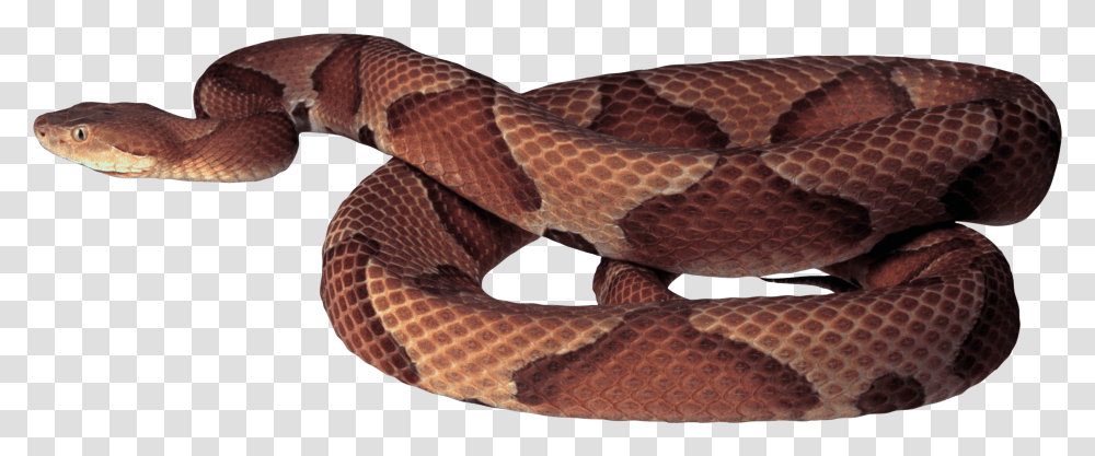 Download Brown Snake Image For Free Copperhead Snake White Background, Reptile, Animal, Rattlesnake, King Snake Transparent Png