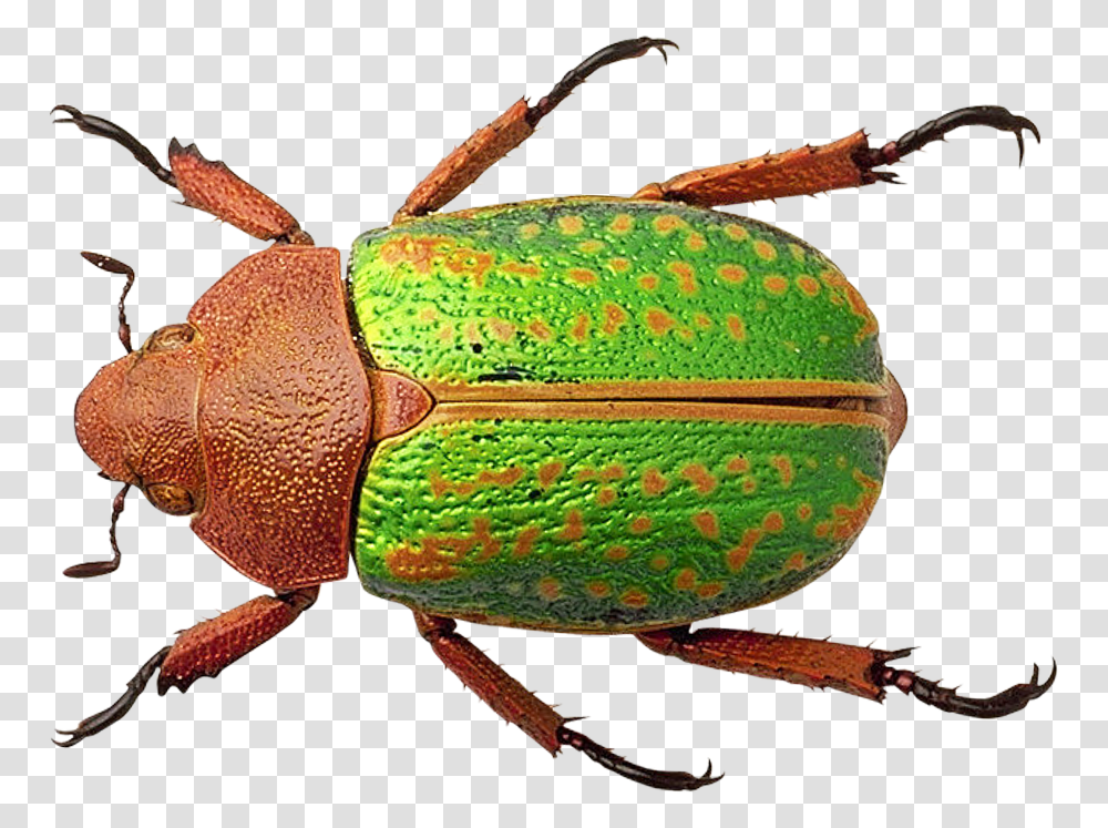 Download Bug Image For Free Bug, Animal, Invertebrate, Insect, Dung Beetle Transparent Png
