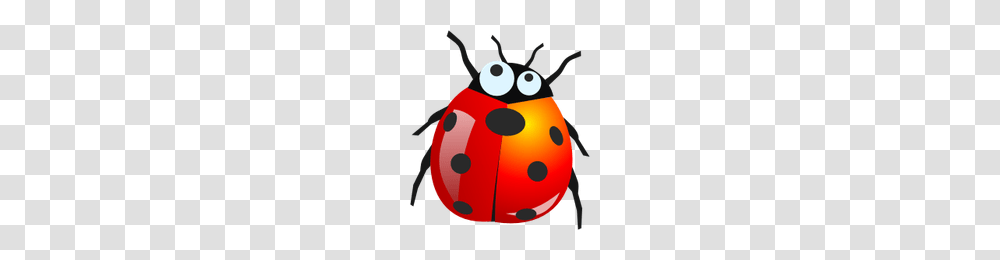 Download Bugs Free Photo Images And Clipart Freepngimg, Insect, Invertebrate, Animal, Wasp Transparent Png