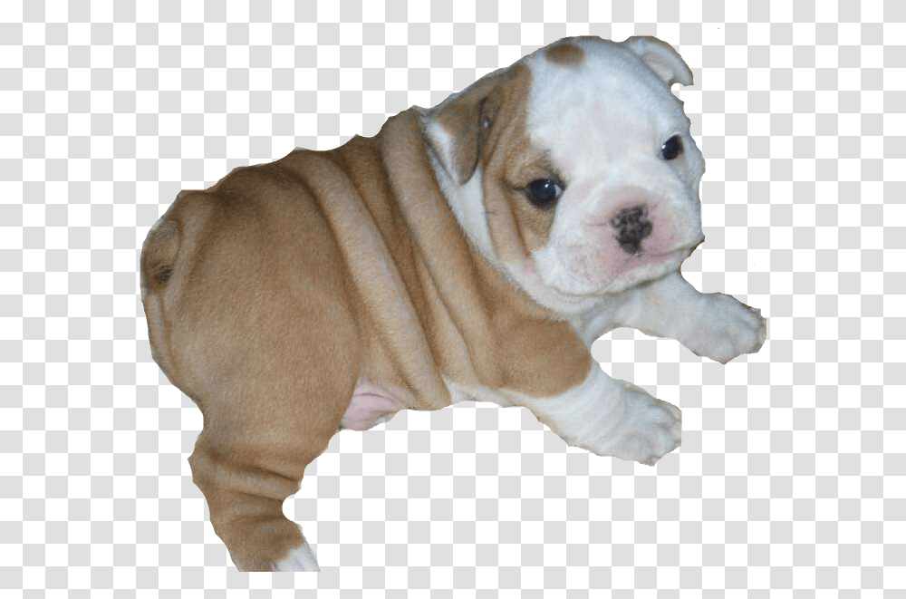 Download Bulldog Bulldog Puppy Background, Pet, Canine, Animal, Mammal Transparent Png