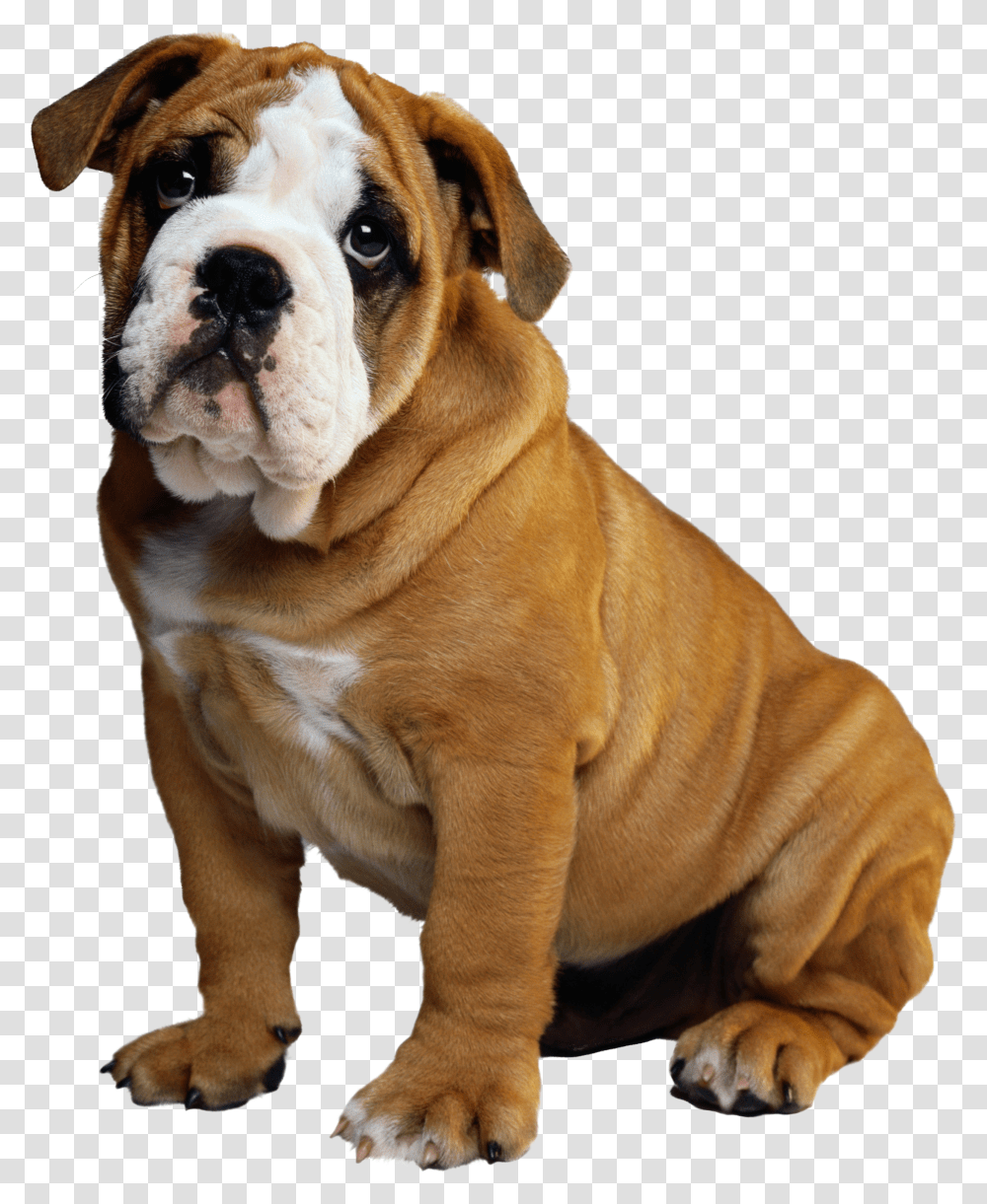 Download Bulldog Puppy Christmas Whatsapp Dp Dog Hd Transparent Png