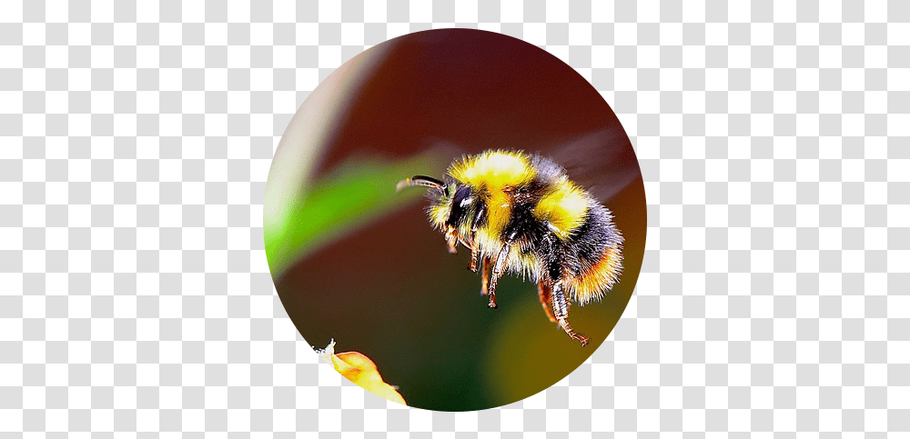 Download Bumble Bee Flying Towards A Flower Real Life Cute Do Bumble Bees Have Stingers, Apidae, Insect, Invertebrate, Animal Transparent Png