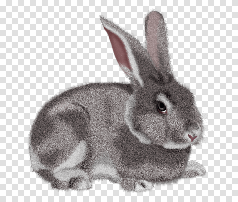 Download Bunny Background Rabbit Clipart, Rodent, Mammal, Animal, Hare Transparent Png