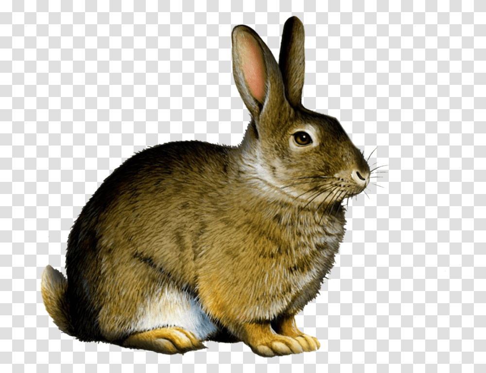 Download Bunny Rabbit Real Animal Flash Cards Printable, Rodent, Mammal, Cat, Pet Transparent Png