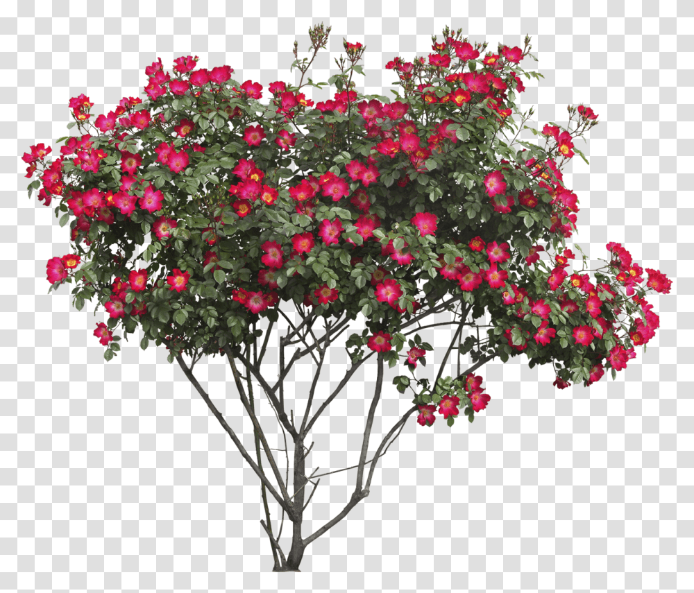 Download Bush With Flowers Image For Free Flower Bush Background, Geranium, Plant, Blossom, Acanthaceae Transparent Png