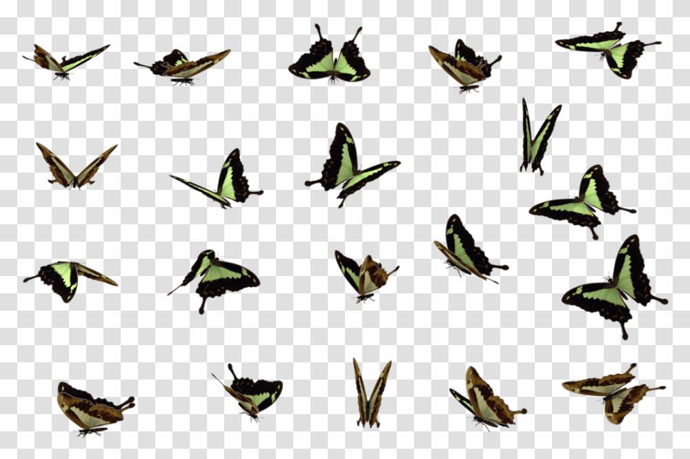 Download Butterflies Swarm File For Designing Projects Butterfly Swarm Flying Butterfly, Animal, Frog, Amphibian, Wildlife Transparent Png