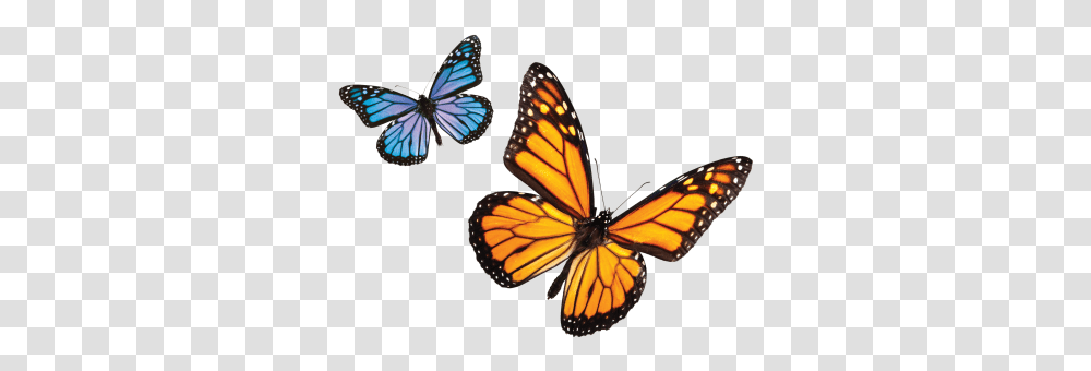 Download Butterfly Free Image And Clipart Green Butterfly, Monarch, Insect, Invertebrate, Animal Transparent Png