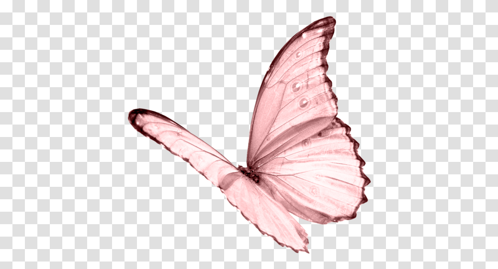 Download Butterfly Pic Light Pink Butterfly, Insect, Invertebrate, Animal, Person Transparent Png