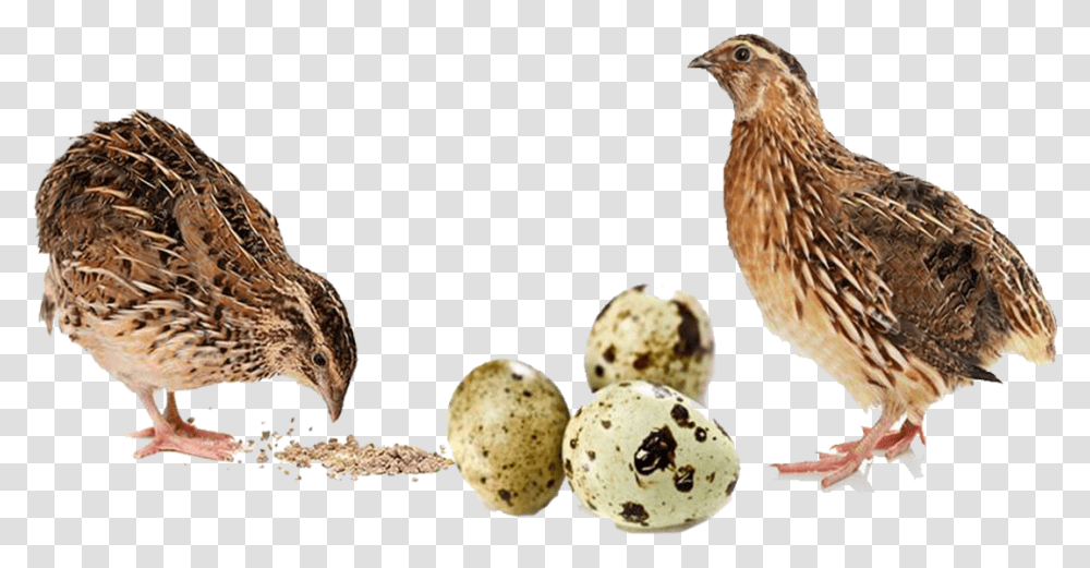 Download Buy Quail Feed Online For Sale Codornices, Bird, Animal, Plant, Partridge Transparent Png