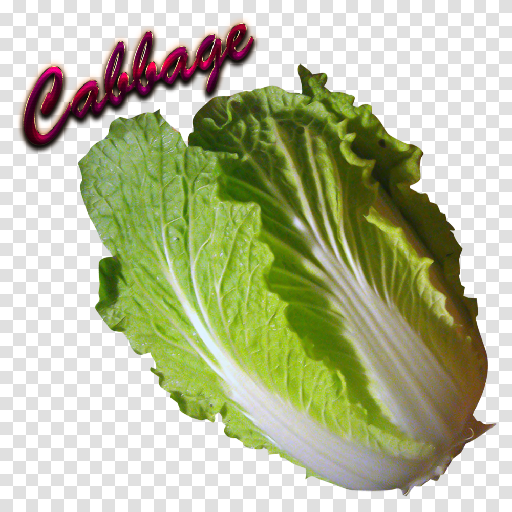 Download Cabbage Cabbage Full Size Collard Greens, Plant, Vegetable, Food, Produce Transparent Png