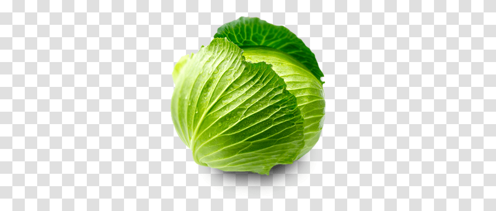 Download Cabbage Clipart Cabbage Leaf, Plant, Vegetable, Food, Head Cabbage Transparent Png