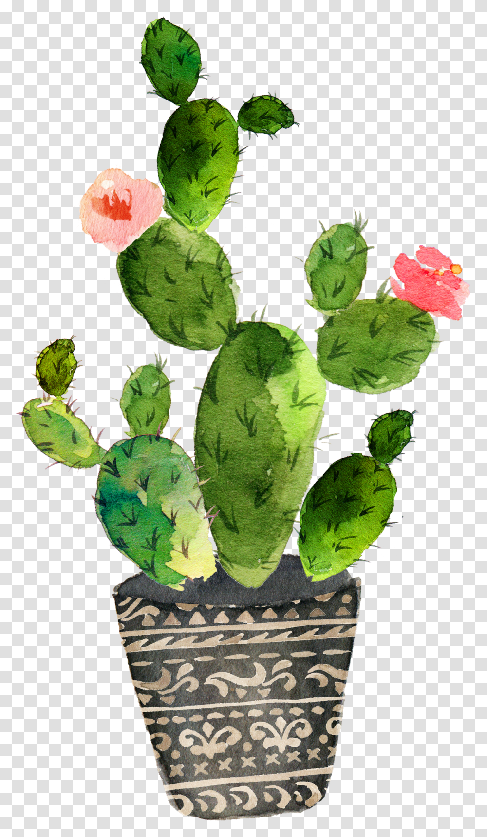 Download Cactaceae Painting Succulent Watercolor Cactus Drawing, Plant, Flower, Blossom Transparent Png