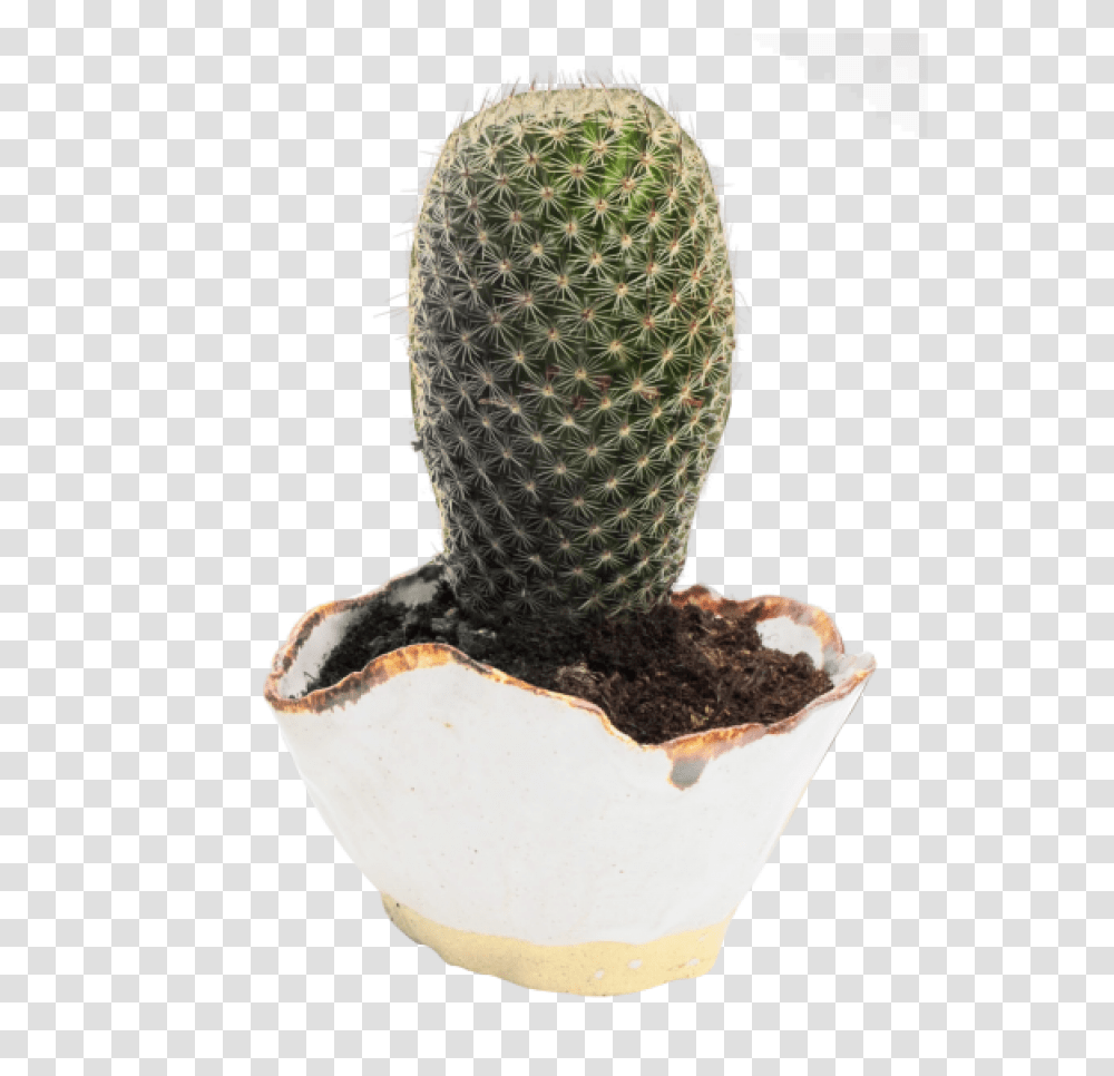 Download Cactus Image For Free Cactus Pngpix, Plant, Tree, Fir, Abies Transparent Png