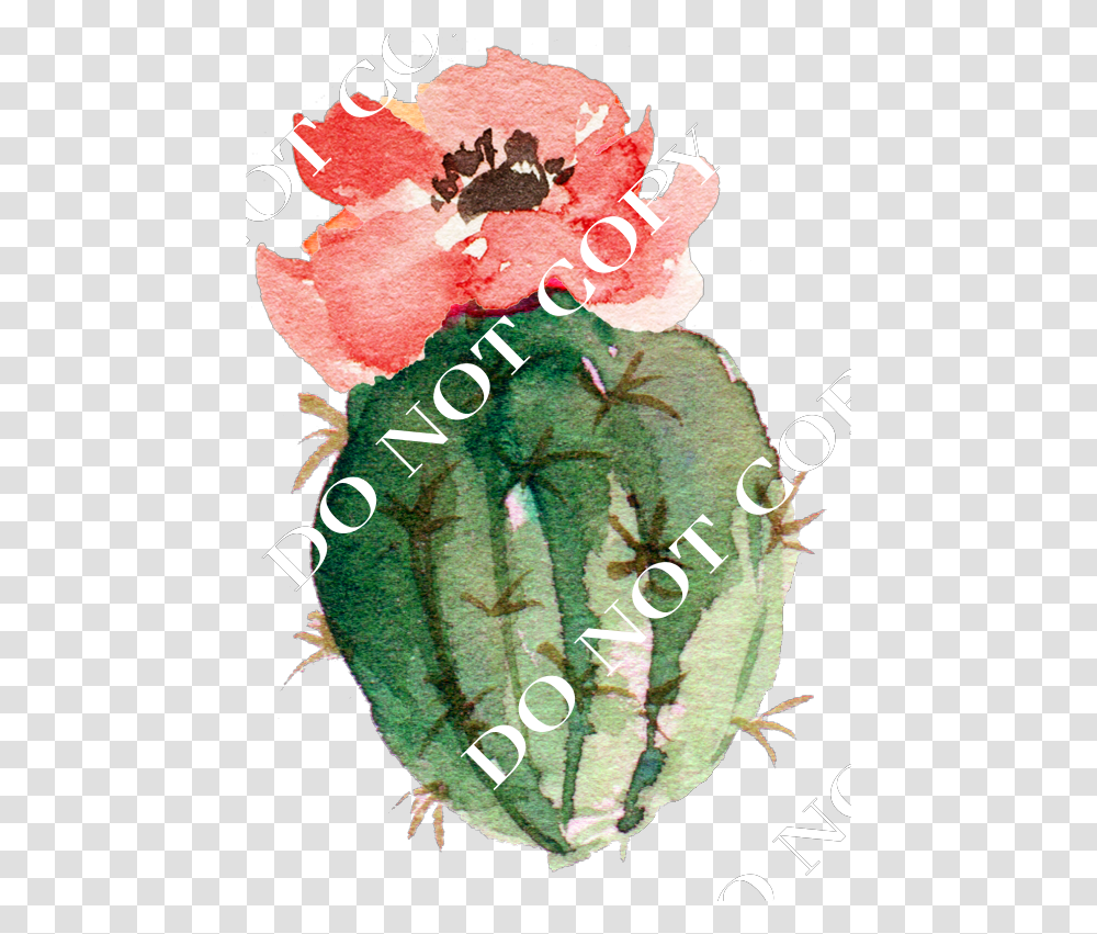 Download Cactus Watercolor Cactus Image With No Protea, Plant, Flower, Geranium, Anther Transparent Png
