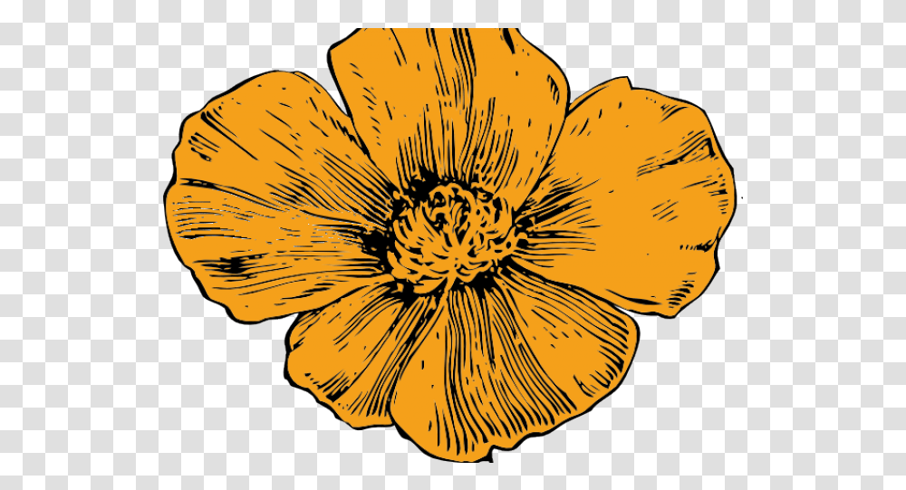 Download California Poppy Flower Drawing Image With No California Poppy Flowers Poppy Drawing, Plant, Petal, Anther, Anemone Transparent Png