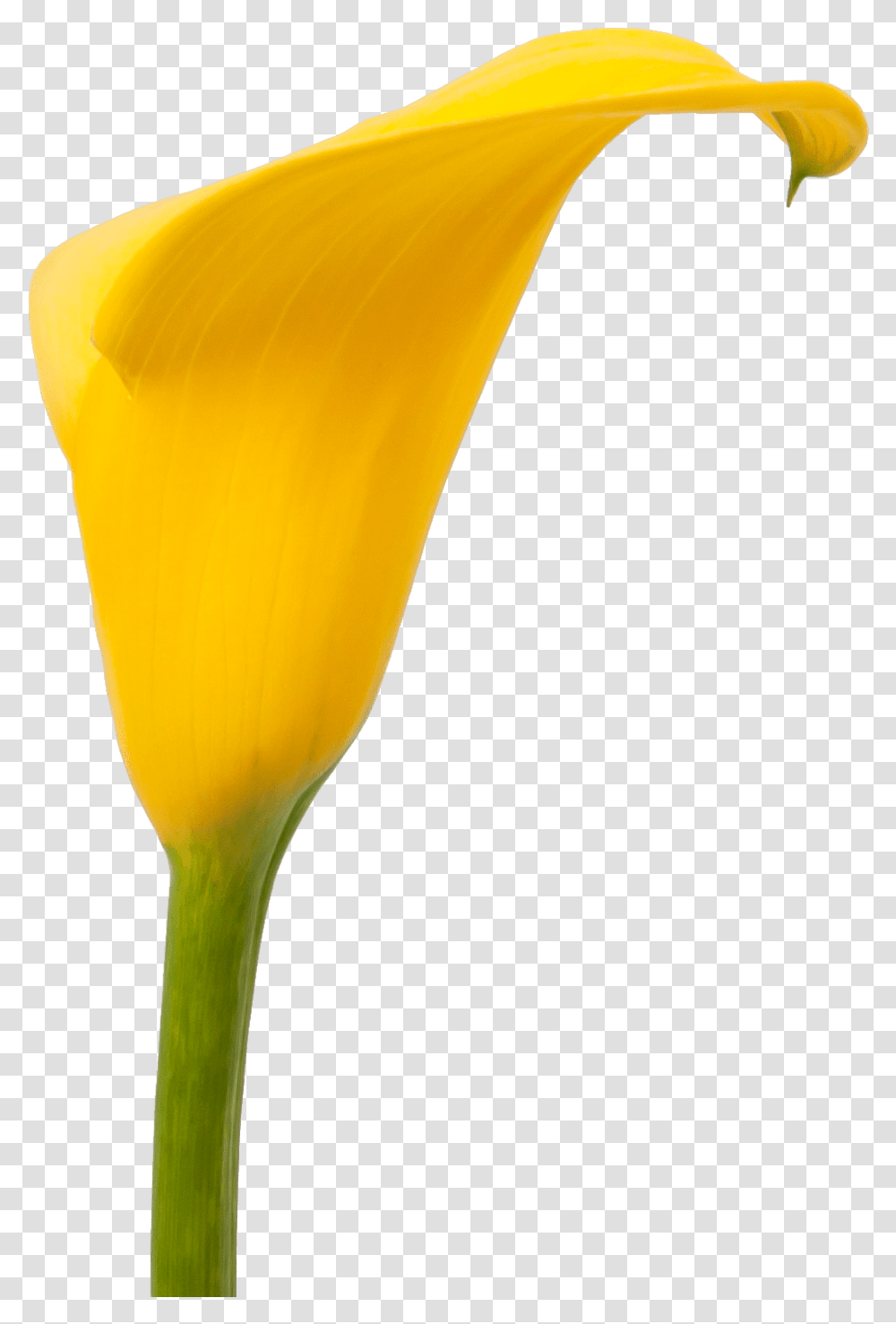 Download Calla Florex Gold Giant White Arum Lily Full, Plant, Flower, Blossom, Petal Transparent Png