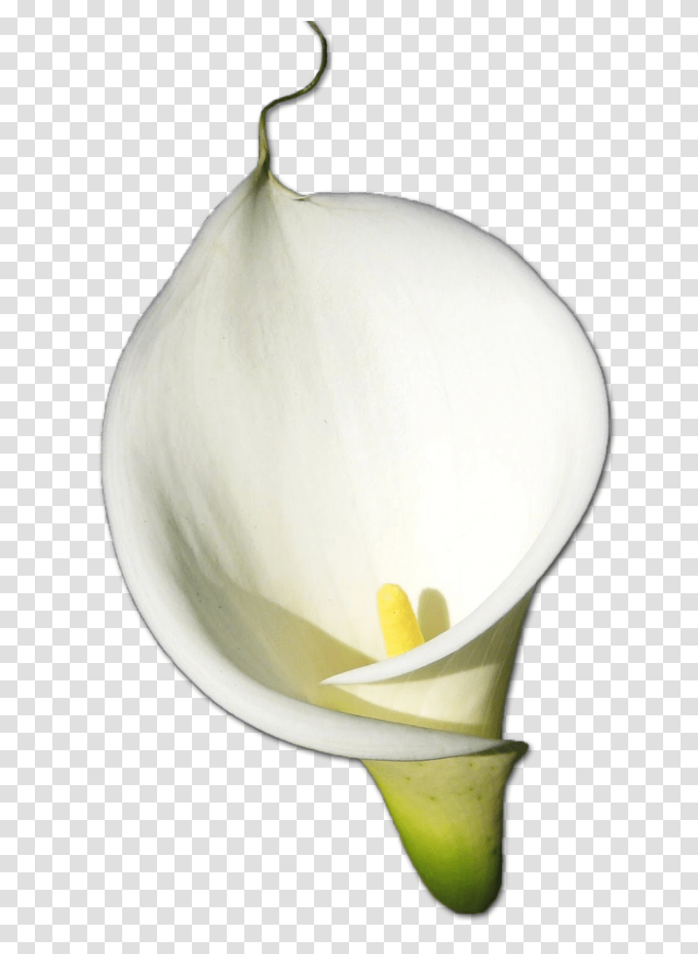 Download Calla Hd Hq Image Freepngimg Calla, Plant, Flower, Blossom, Egg Transparent Png