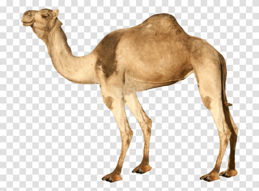 Download Camel Images Background Background Camel, Mammal, Animal, Antelope, Wildlife Transparent Png