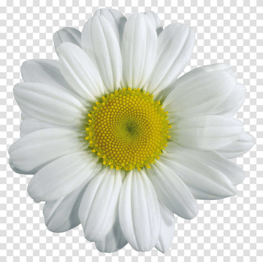 Download Camomile Image Hq Chamomile, Plant, Daisy, Flower, Daisies Transparent Png