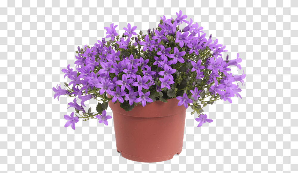 Download Campanula Iris Lavender Flower Pot Image Purple Flower Pot, Plant, Blossom, Geranium, Aster Transparent Png