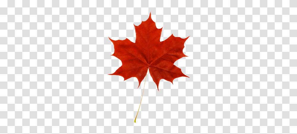 Download Canada Leaf Free Image And Clipart, Plant, Tree, Maple Leaf Transparent Png