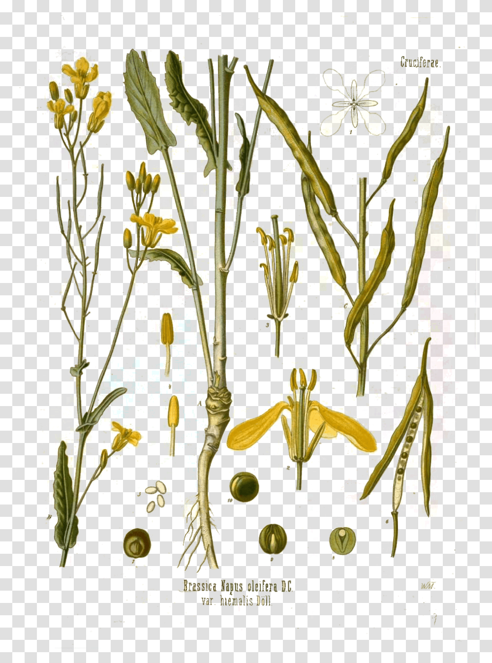 Download Canola Flower Mustard Plant Seed Illustration Botanical, Graphics, Art, Floral Design, Pattern Transparent Png