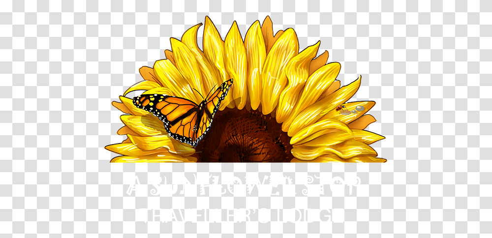 Download Cape Town Backpackers Hostel Half Half Sun Flower, Plant, Sunflower, Blossom, Animal Transparent Png