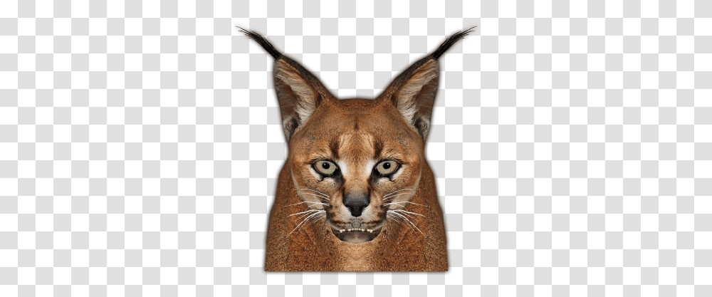 Download Caracal Jimmyzhoopz Face Caracal, Mammal, Animal, Wildlife, Cougar Transparent Png