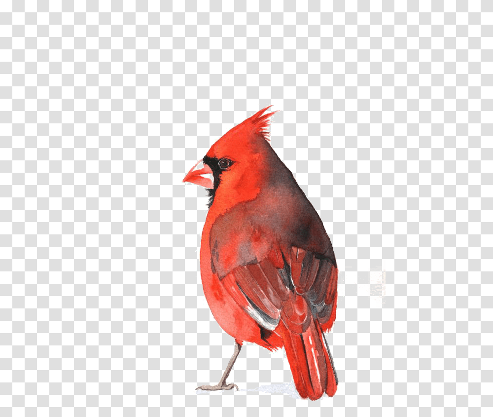 Download Cardinal Bird Cardinal Red Bird Watercolor, Animal, Horse, Mammal Transparent Png